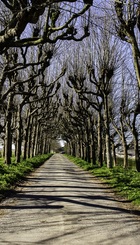 Lellens bomen